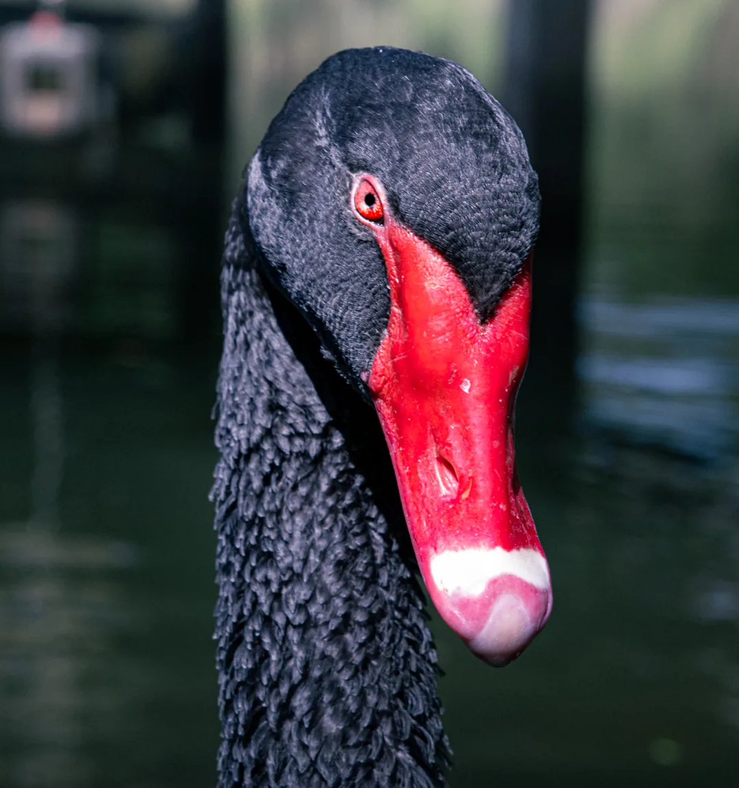 A black swan in close profile, its red bill tipped with white.