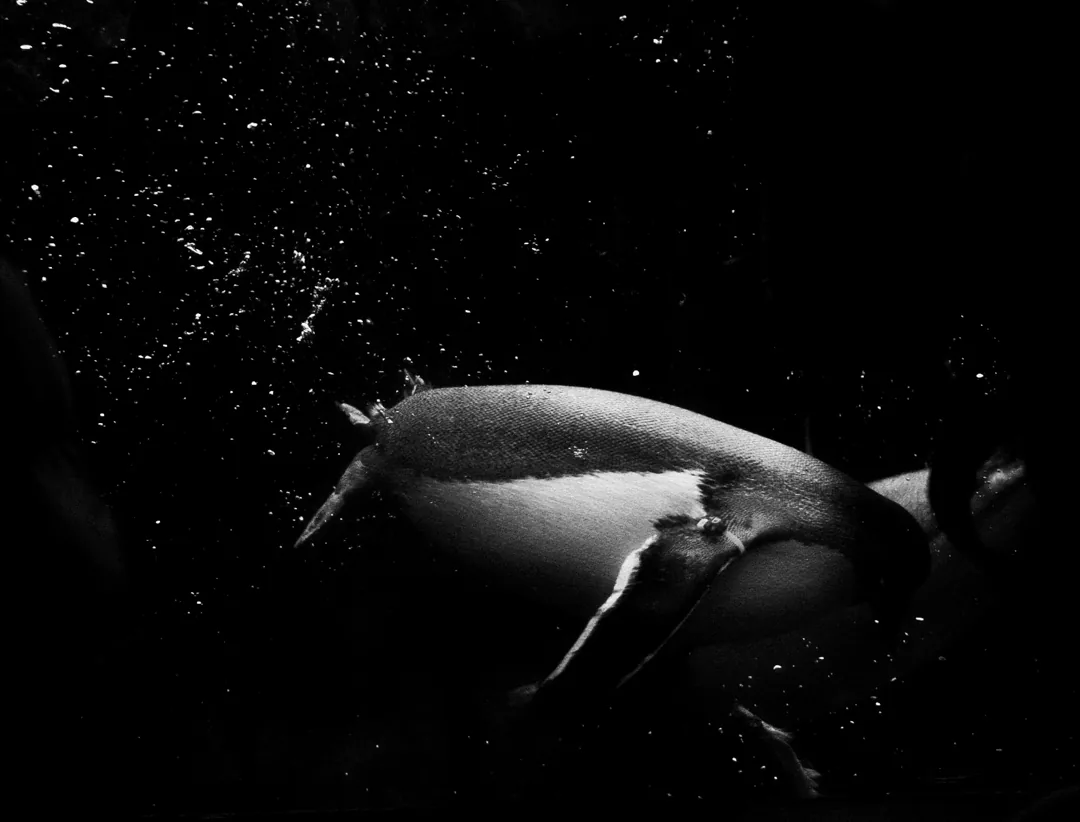 A whale rolling just under the surface in a cloud of bubbles, in black and white.