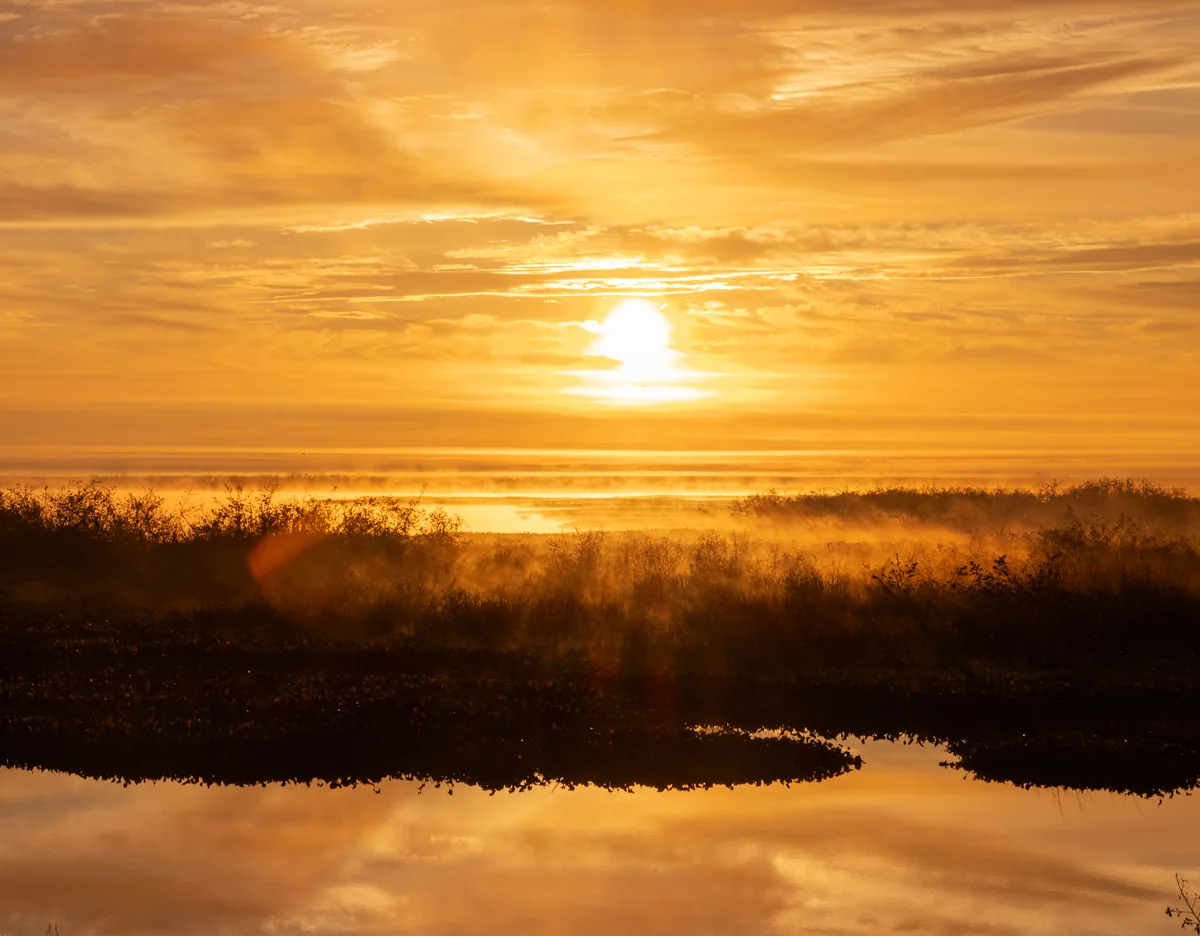 Sunrise over a wetland, mist standing on the reeds and the water holding the gold.