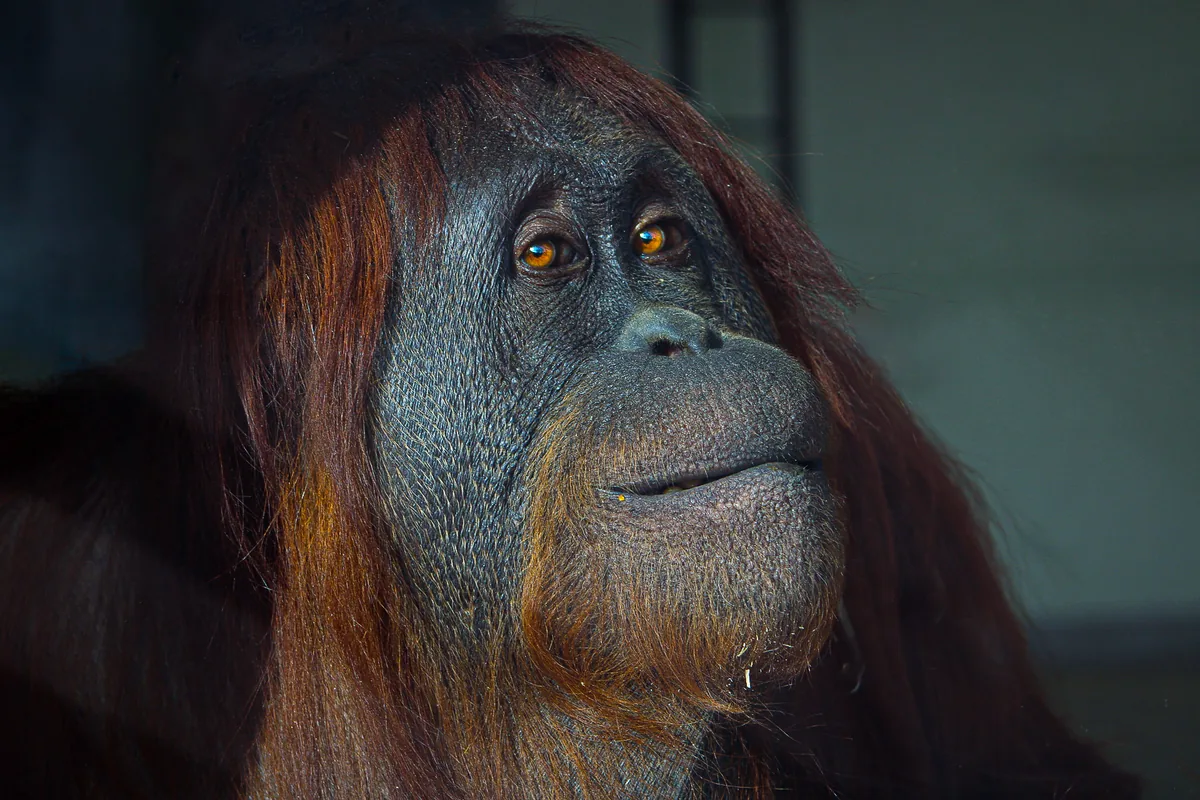 A close portrait of an orangutan looking to camera, red hair backlit.