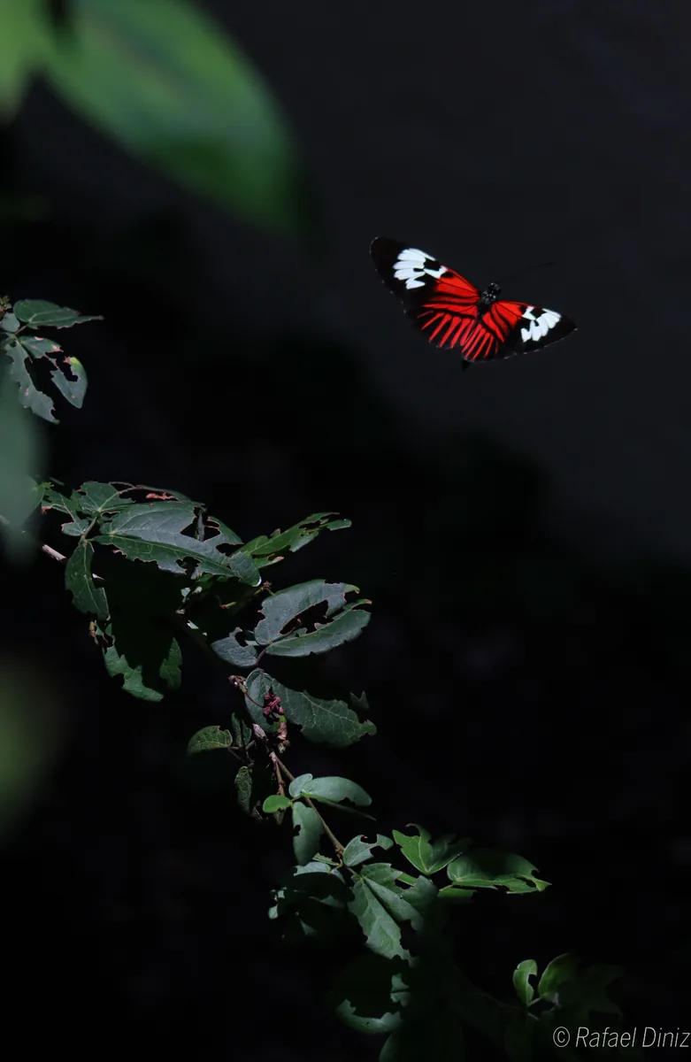 A red and black postman butterfly in flight beside dark rainforest leaves.