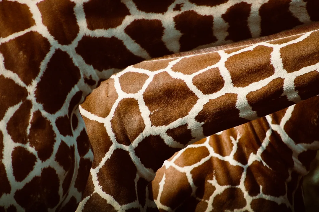 The necks of two reticulated giraffes crossing, their patterning filling the frame.