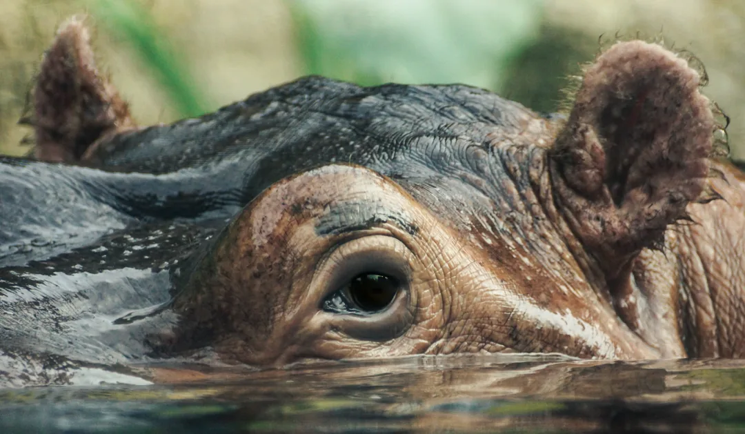 A hippopotamus at the waterline, only its eye and ears above the surface.